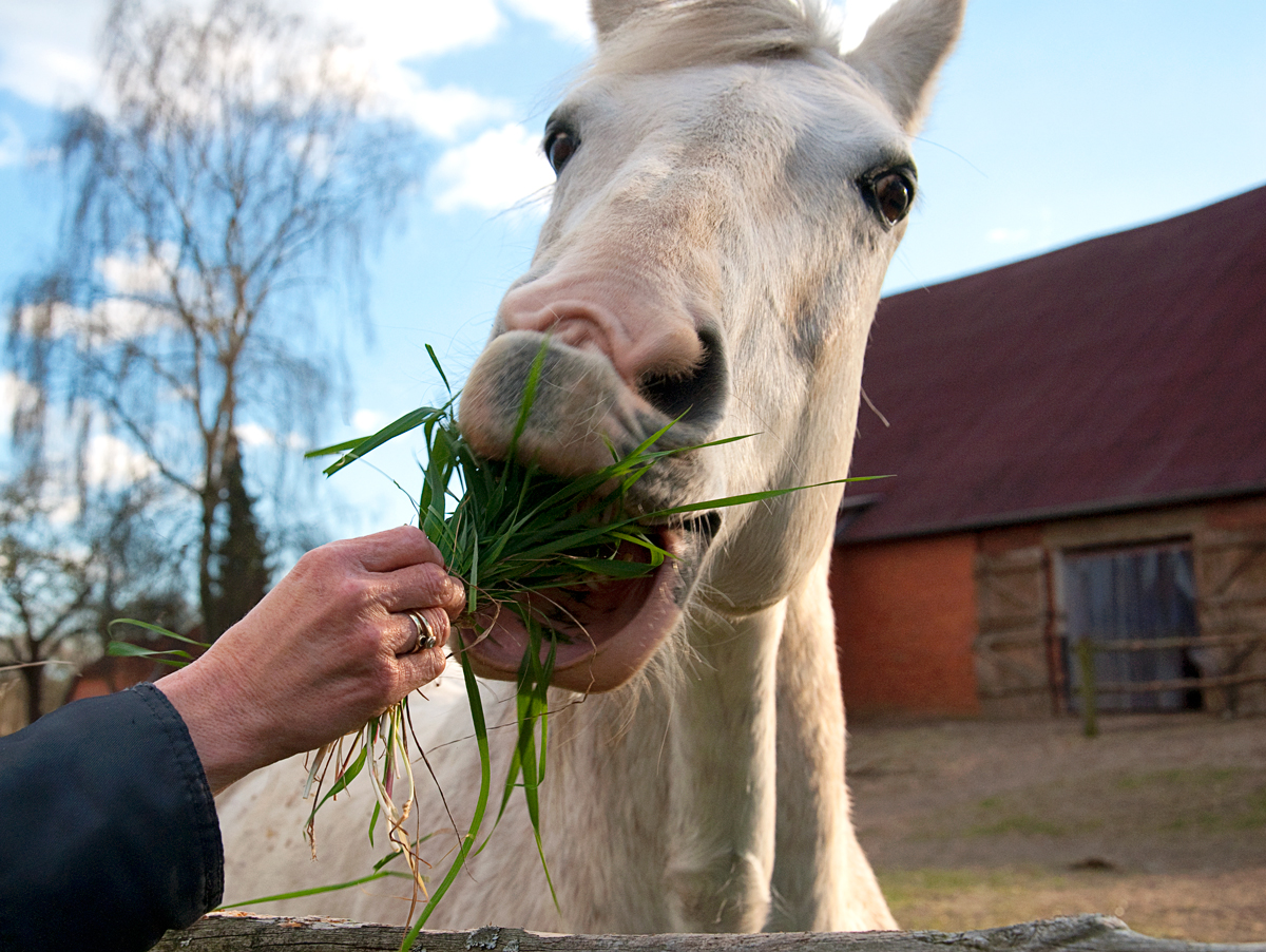 gib mir das Gras....