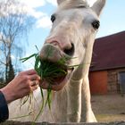 gib mir das Gras....