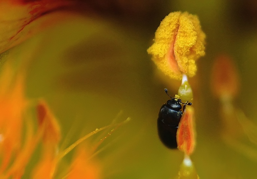 Gib mir deinen Pollen Baby!