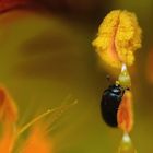 Gib mir deinen Pollen Baby!