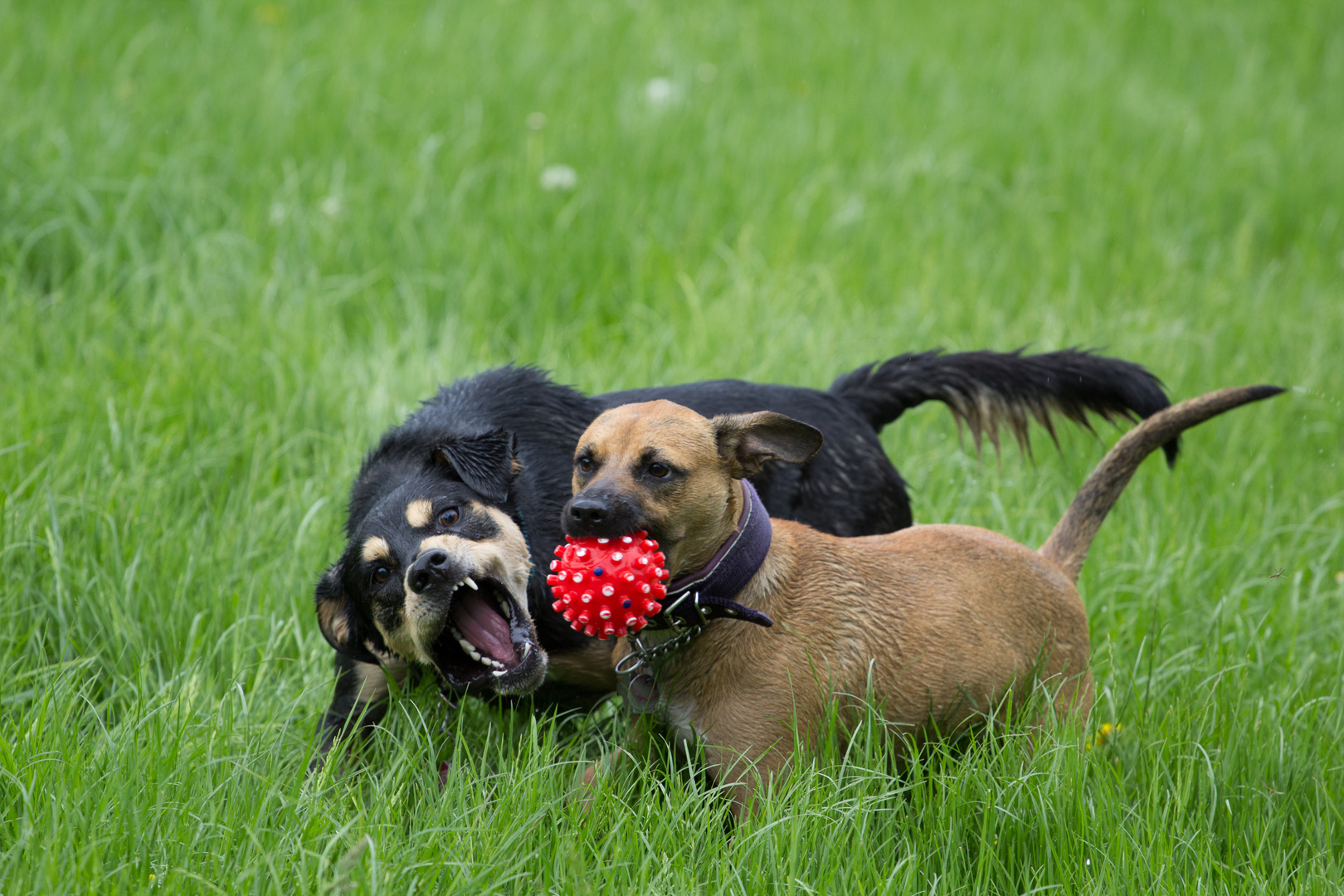 Gib mir den Ball