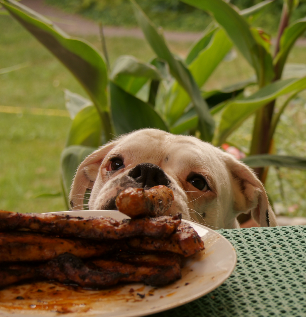 Gib mir endlich die Wurst....