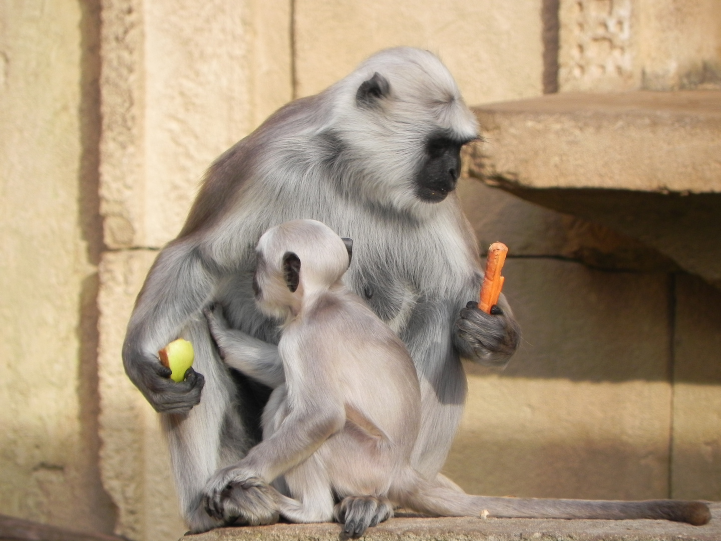 Gib mir Futter ( Hulman-Langur)