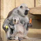 Gib mir Futter ( Hulman-Langur)