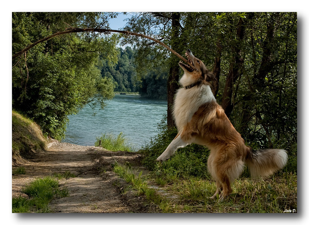 gib mir mei Stockerl wieda...