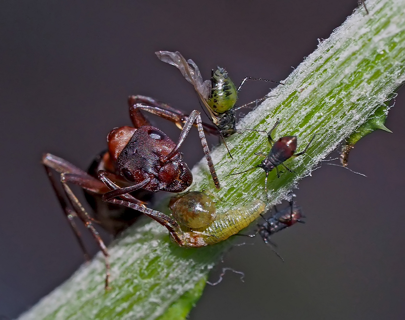 Gib mir noch mehr vom süssen Honigtau! - La fourmi attend son brevage délicieux! Photo 1