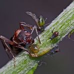 Gib mir noch mehr vom süssen Honigtau! - La fourmi attend son brevage délicieux! Photo 1