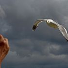 "gib mir was zu futtern" - schrie die Möwe