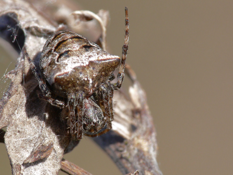 Gibbaranea bituberculata