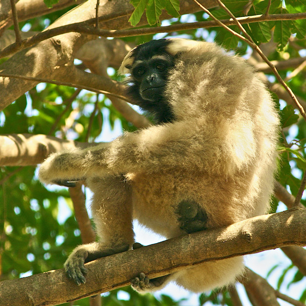 Gibbon