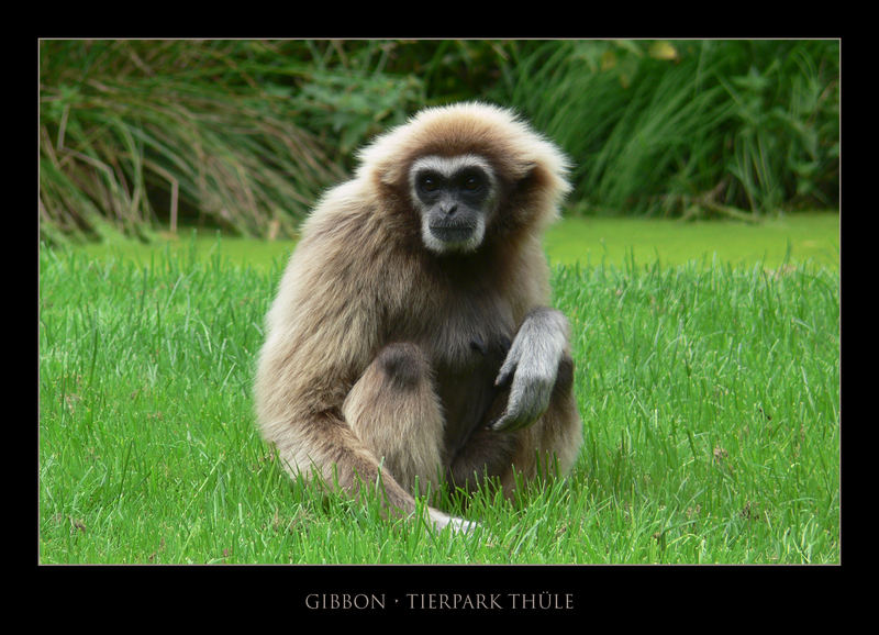 Gibbon