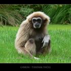 Gibbon