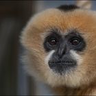 Gibbon