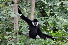 Gibbon 1