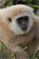 gibbon _1