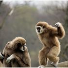 +++Gibbon 2+++