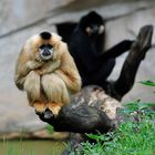 Gibbon