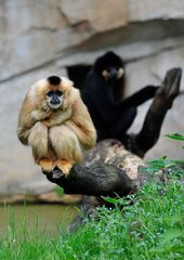 Gibbon