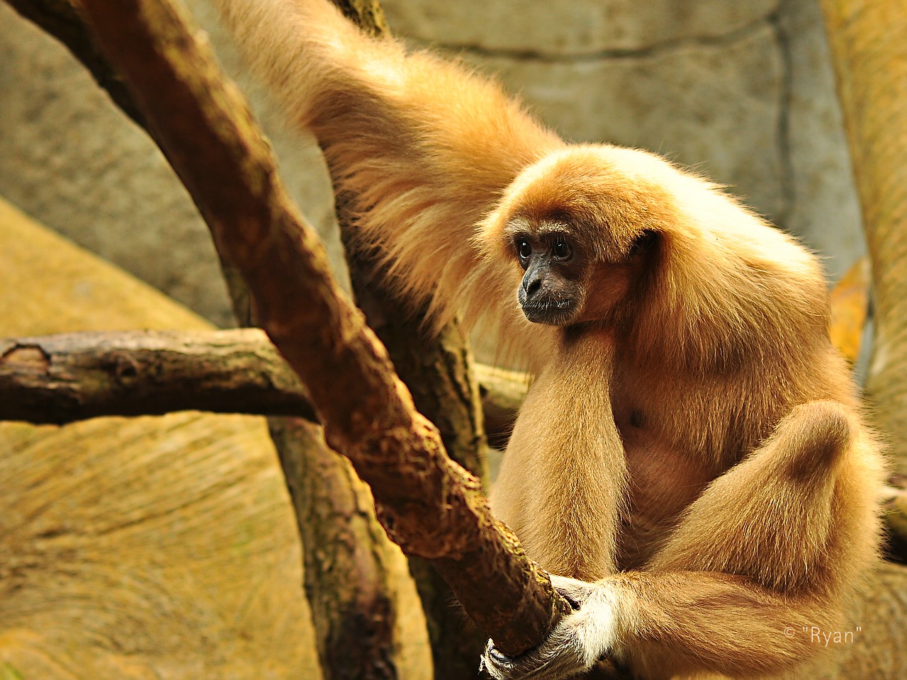 Gibbon