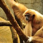 Gibbon