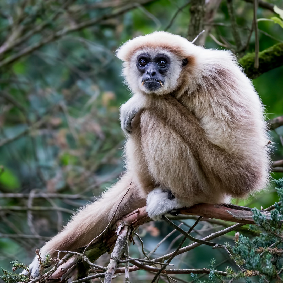 Gibbon