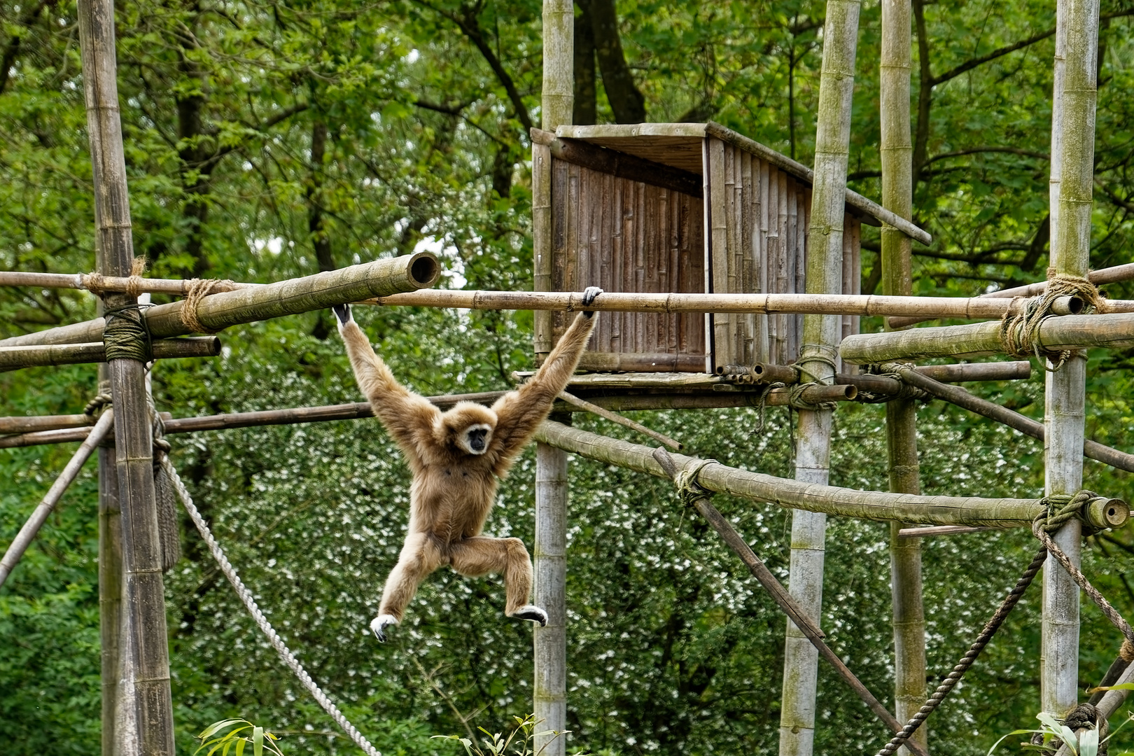 Gibbon 