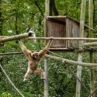 Gibbon 