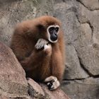 Gibbon