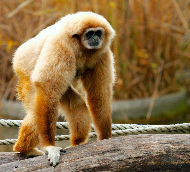 Gibbon