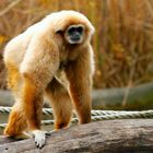 Gibbon