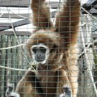 Gibbon