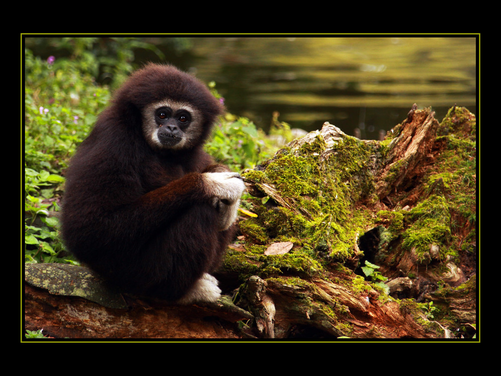 Gibbon