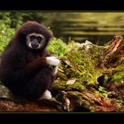 Gibbon