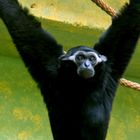 Gibbon