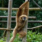 Gibbon