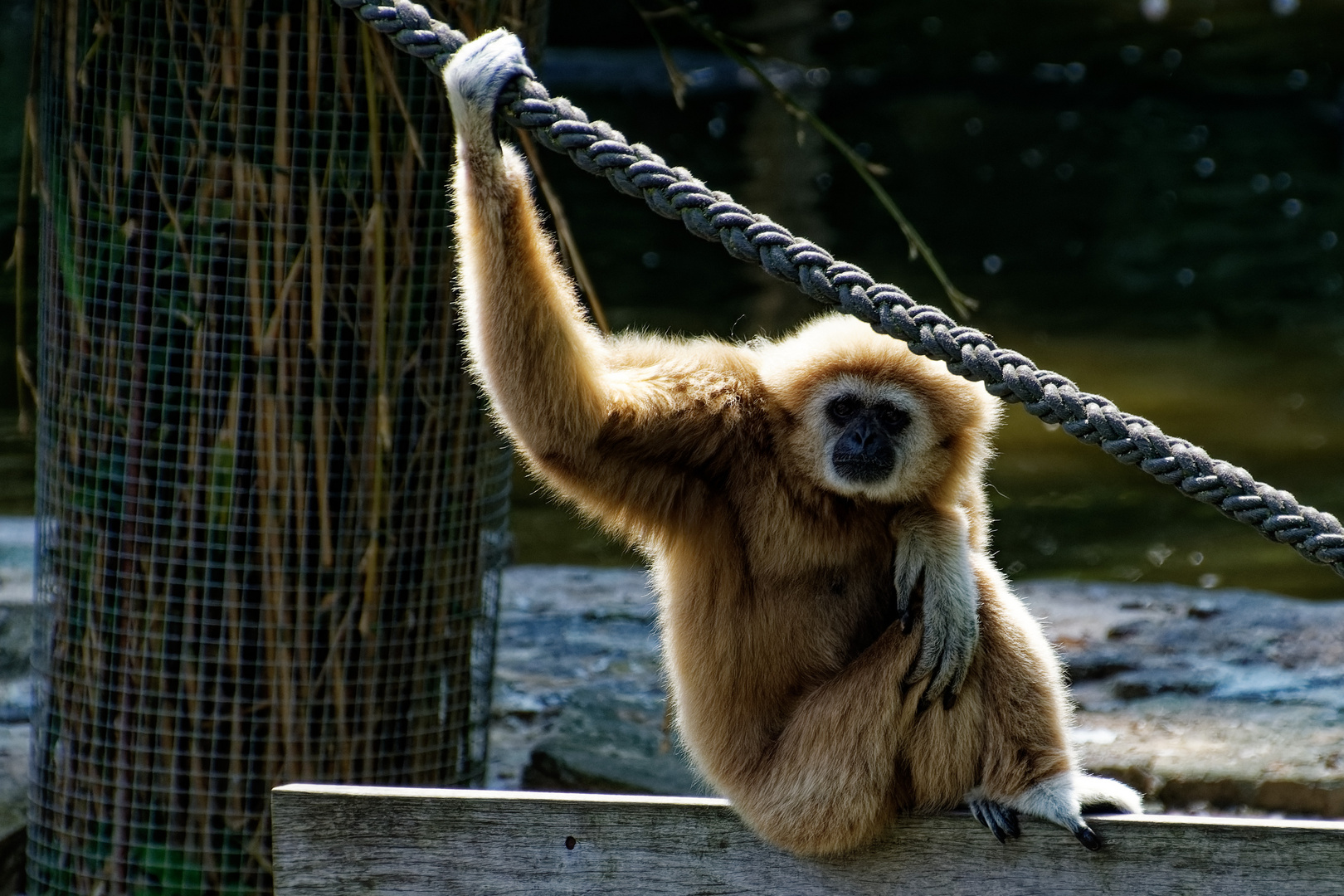 Gibbon