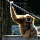 Gibbon