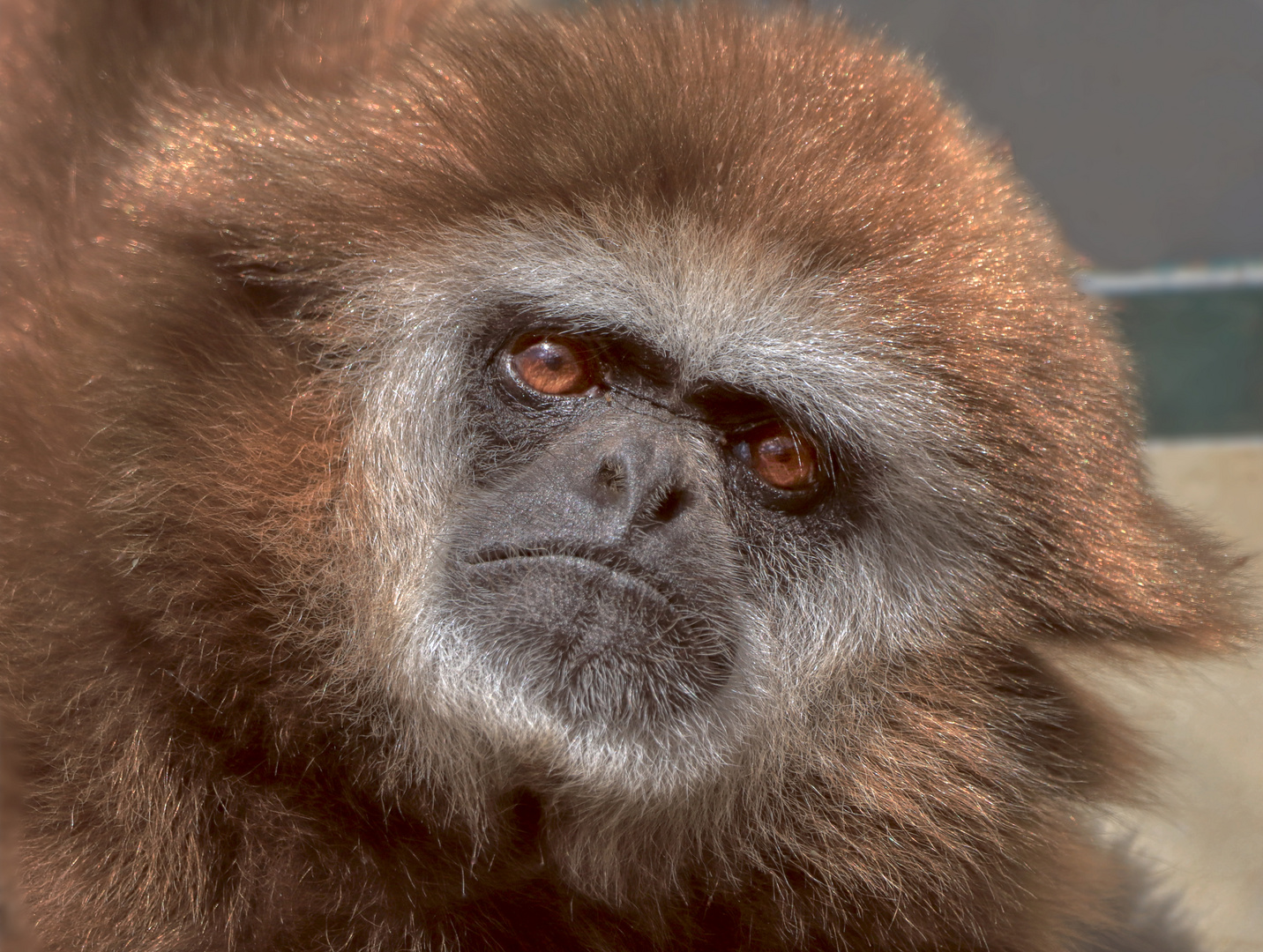 Gibbon