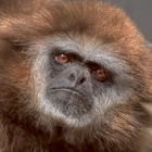 Gibbon