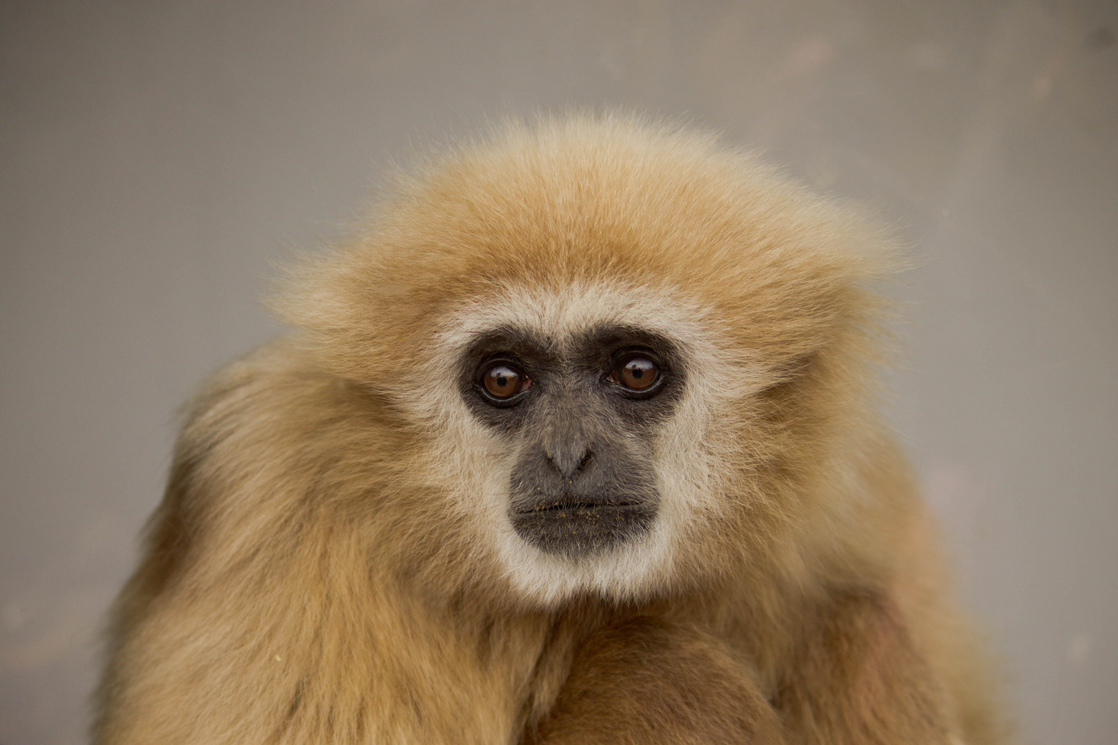 Gibbon