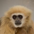 Gibbon