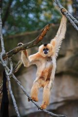 Gibbon