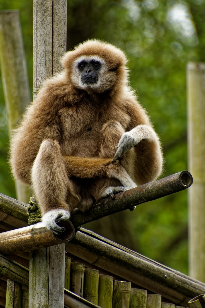 Gibbon