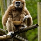 Gibbon