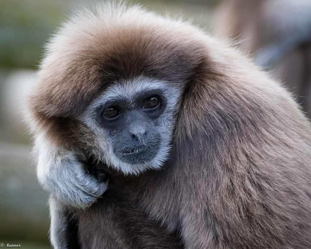 Gibbon