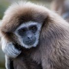 Gibbon