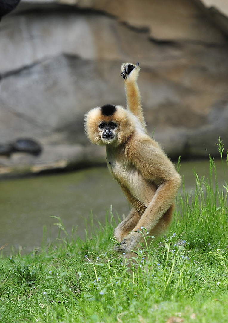 Gibbon