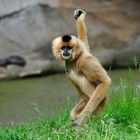 Gibbon