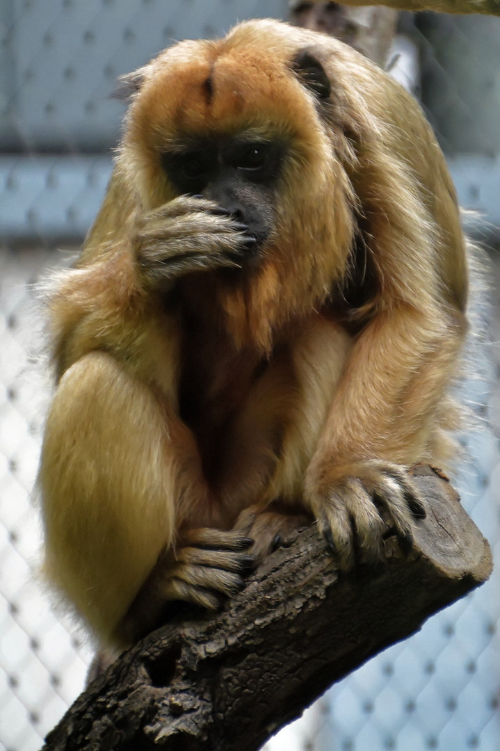 Gibbon