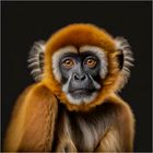 Gibbon Affe 